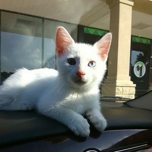 Meet your Posher, Brittney